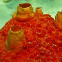Red Boring Sponge, Koh Chang, Thailand