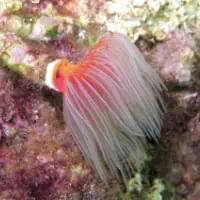 Red Fanworm