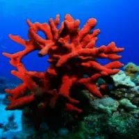 Red Finger Sponge, Koh Chang, Thailand