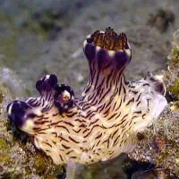 Red-lined Jorunna, Koh Chang, Thailand