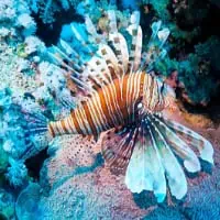 Red Lionfish, Koh Chang, Thailand