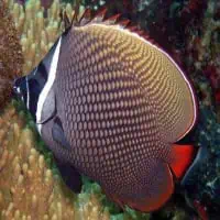 Redtail Butterflyfish, Koh Chang, Thailand