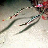 Ringed Pipefish, Koh Chang, Thailand