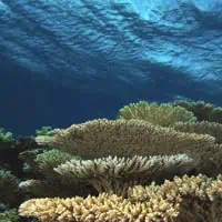 Robust Table-coral, Koh Chang, Thailand