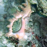 Rose-branch Murex, Thailand