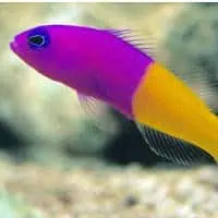 Royal Dottyback, Koh Chang, Thailand