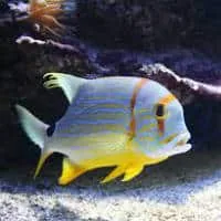Sailfin Snapper, Koh Chang, Thailand