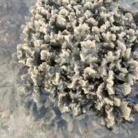 Sandpaper Coral, Koh Chang, Thailand