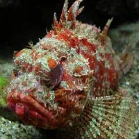 Scorpaena Scrofa (Dragon-head), Koh Chang, Thailand