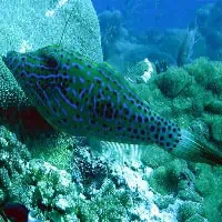Scrawled Filefish, Koh Chang, Thailand