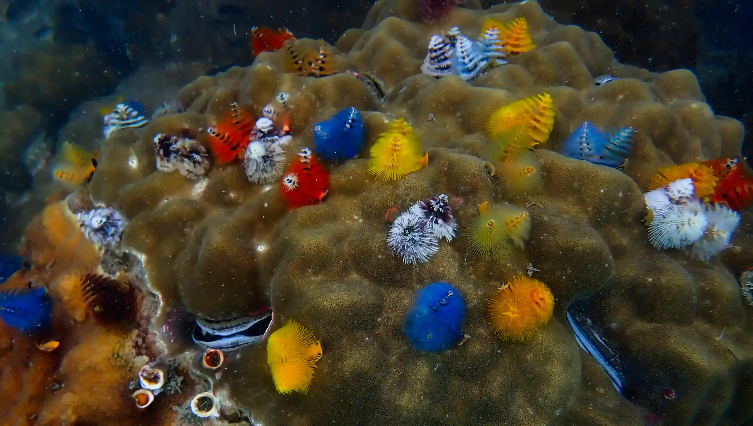 scuba knowledge blog header – scuba tips, marine life, how-to guides and diving knowledge for Koh Chang