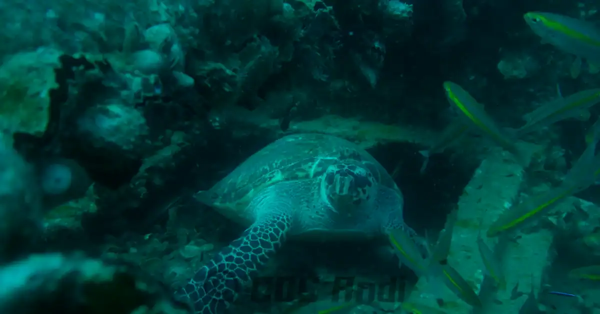 A hawksbill turtle resting at the anchor winch of the artificial reef HTMS Chang near Koh Chang.