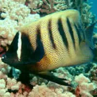 Sixbar Angelfish, Koh Chang, Thailand