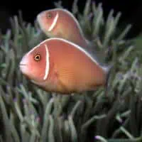 Skunk Clownfish, Koh Chang, Thailand