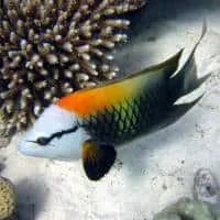 Sling-jaw Wrasse, Koh Chang, Thailand