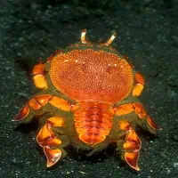 Spanner Crab, Thailand
