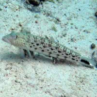 Speckled Sandperch, Koh Chang, Thailand