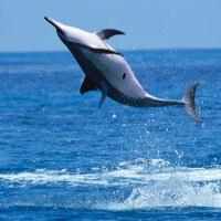 Spinner Dolphin, Koh Chang, Thailand