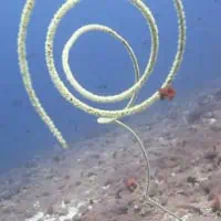 Spiral Wire Coral, Koh Chang, Thailand