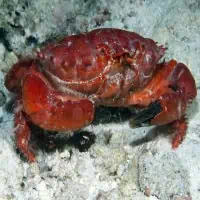 Splendid-Pebble Crab, Koh Chang, Thailand
