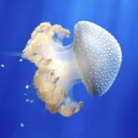 Spotted Jelly, Koh Chang, Thailand