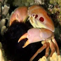 Spotted-Reef Crab, Koh Chang, Thailand
