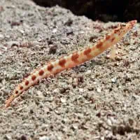 Spotted Sand-diver, Koh Chang, Thailand