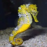 Spotted Seahorse, Koh Chang, Thailand