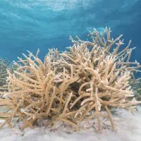 Staghorn Coral