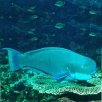 Steephead Parrotfish, Koh Chang, Thailand