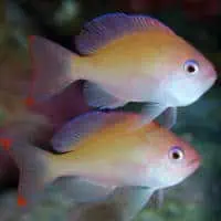 Stocky Anthias, Koh Chang, Thailand