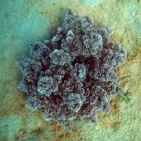 Stout Hells-fire Anemone, Koh Chang, Thailand