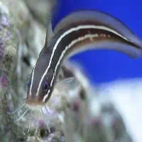 Striped eel Catfish, Koh Chang, Thailand