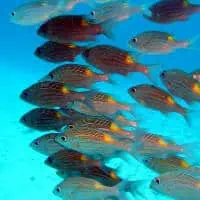 Striped large-eye bream, Koh Chang, Thailand