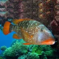 Sweetlip Emporor, Koh Chang, Thailand