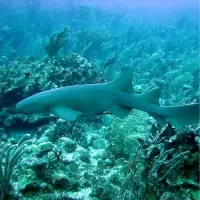 Tawny Nurse Shark, Koh Chang, Thailand