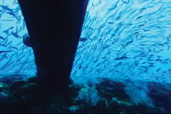 Advanced Wreck Diving am HTMS Chang, Koh Chang