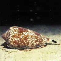 Textile Crone Shell, Thailand