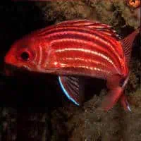 Threespot Squirrelfish, Koh Chang, Thailand