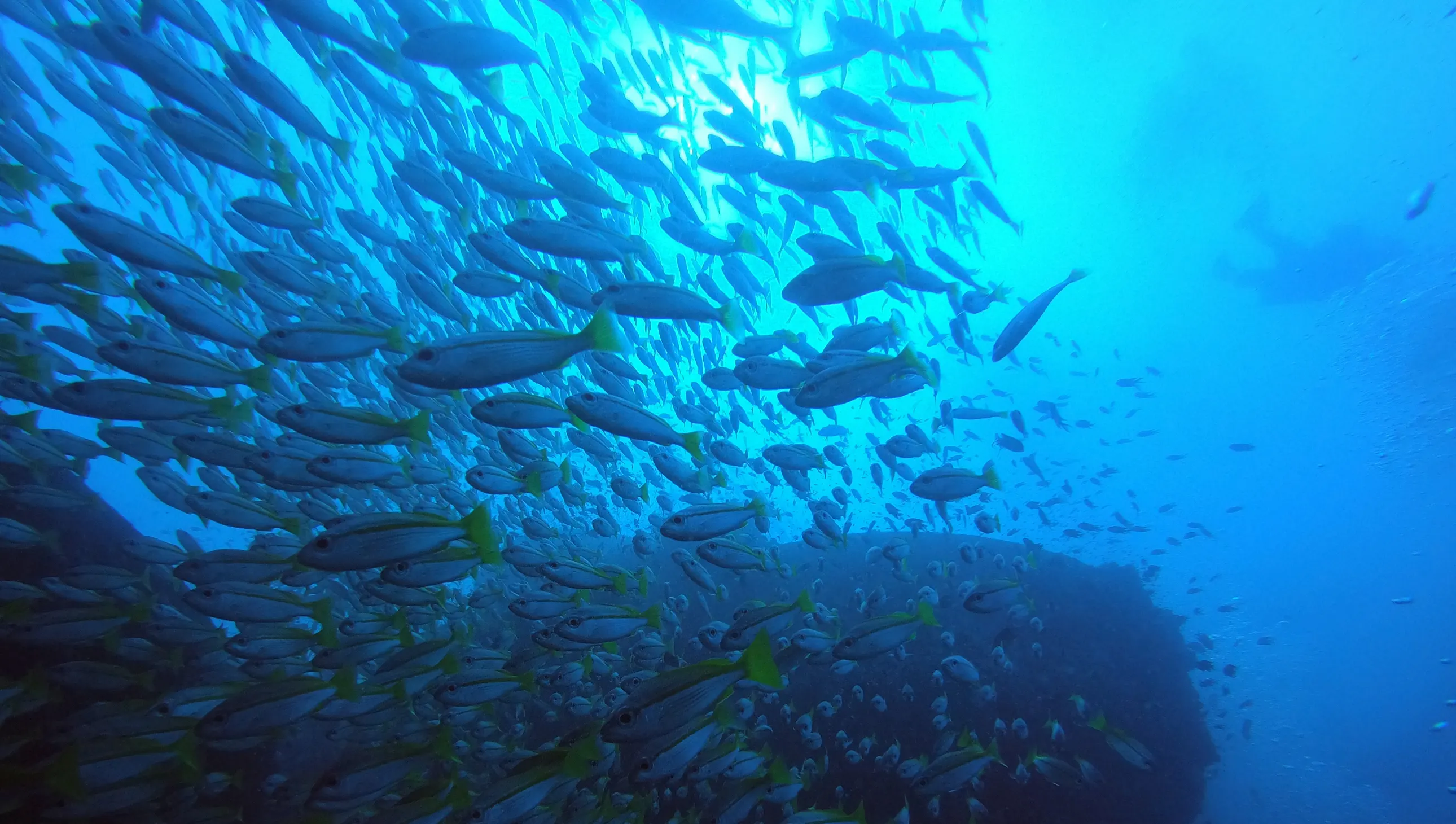 tips and tricks blog header – scuba tips, marine life, how-to guides and diving knowledge for Koh Chang