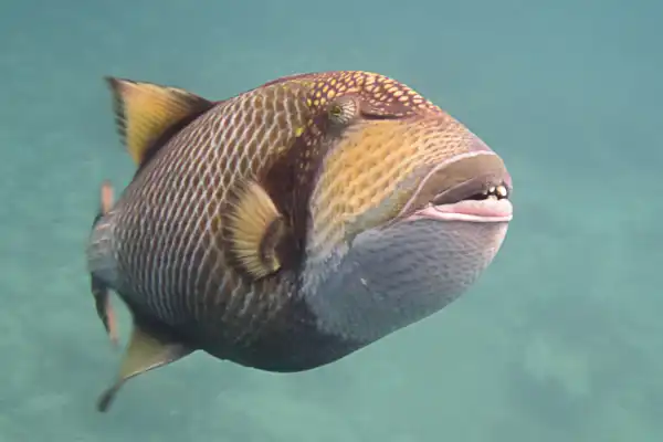 Titan Triggerfish swimming near coral reef in Koh Chang showing distinctive yellow-trimmed fins and territorial behavior