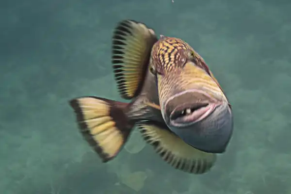 Close-up of Titan Triggerfish face showing powerful jaw and vibrant coloration at Koh Chang dive site