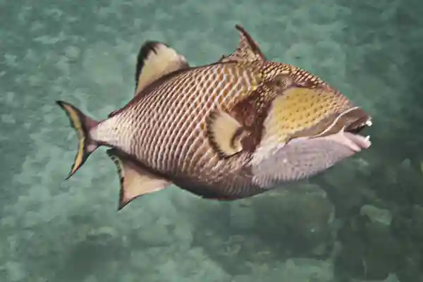 Titan Triggerfish defending its nesting area on sandy bottom in Koh Chang waters