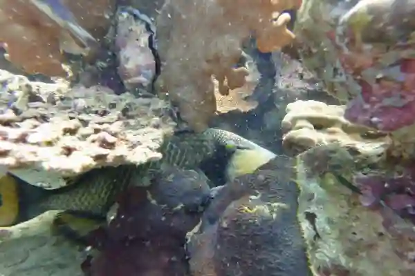 Titan Triggerfish hiding behind coral in Koh Chang showing its distinctive eyes and colorful patterns