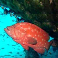 Tomato hind, Koh Chang, Thailand