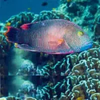 Tripletail Wrasse, Koh Chang, Thailand