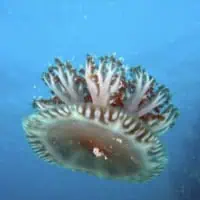 Upside-down Jellyfish, Koh Chang, Thailand