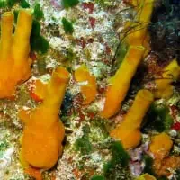Vagabound Boring Sponge, Koh Chang, Thailand