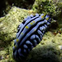 Varicose Wart-Slug, Thailand