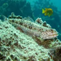 Variegated Lizardfish, Koh Chang, Thailand